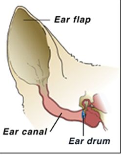 ear graphic