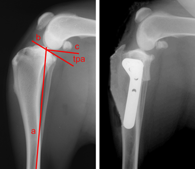 Orthopedic and Specialty Surgery