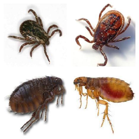 fleas/ticks